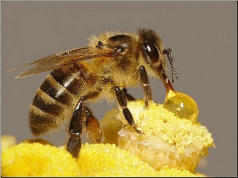 蜜蜂 死 在家里 代表 什么|【科学辟谣】蜜蜂消失以后 人类就能活4年？